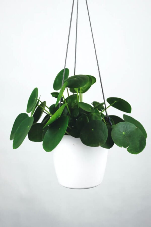 Indoor Plant